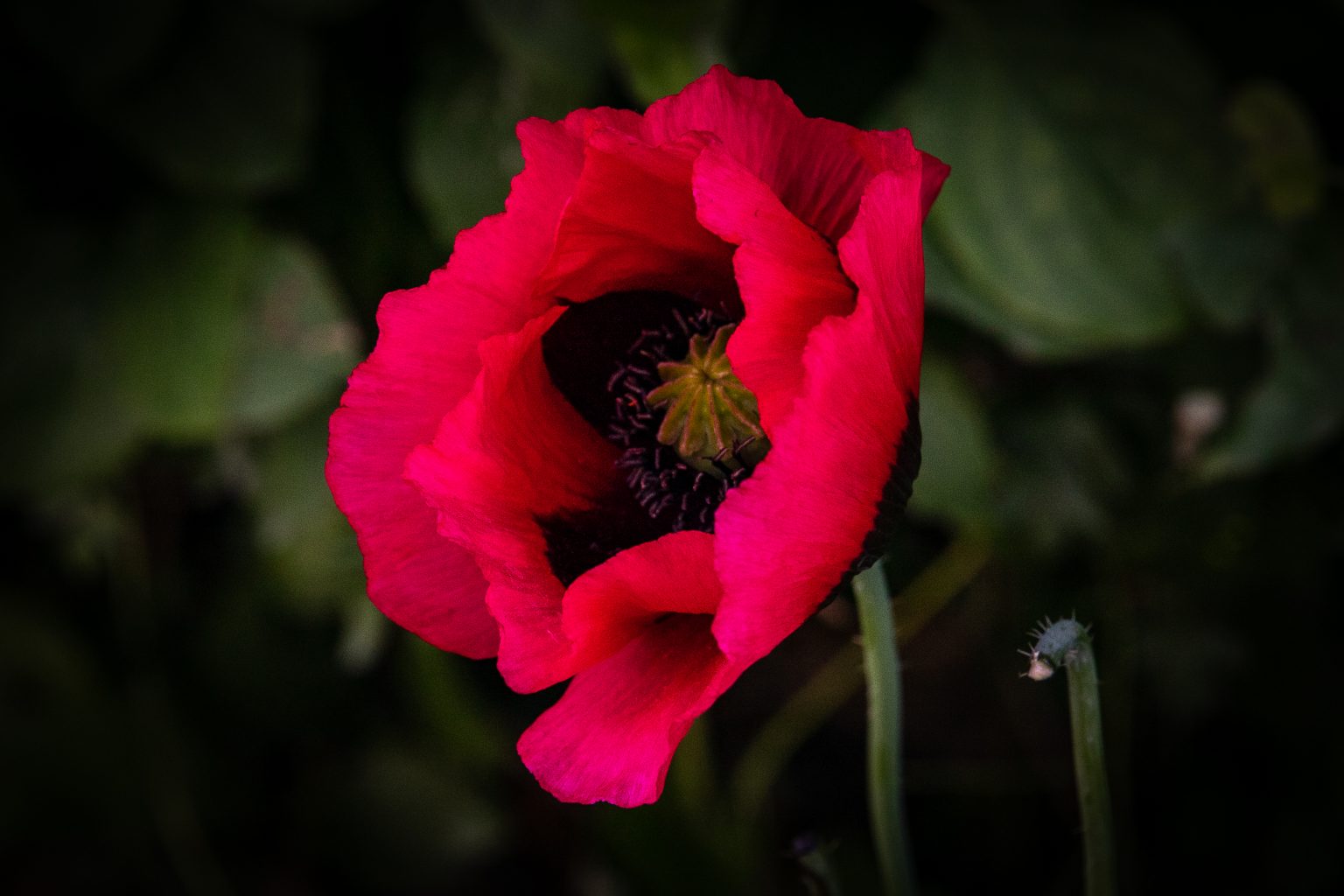 Poppies