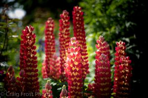 Luminous lupins