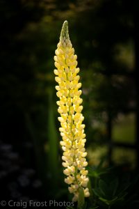 Beautiful lupins